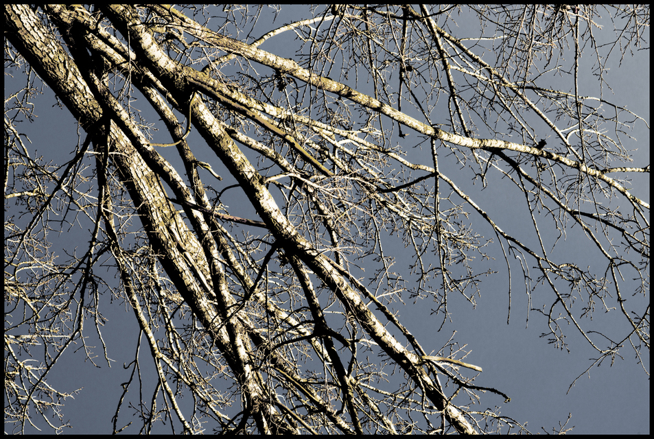 Winter Sun Tree - ID 003970