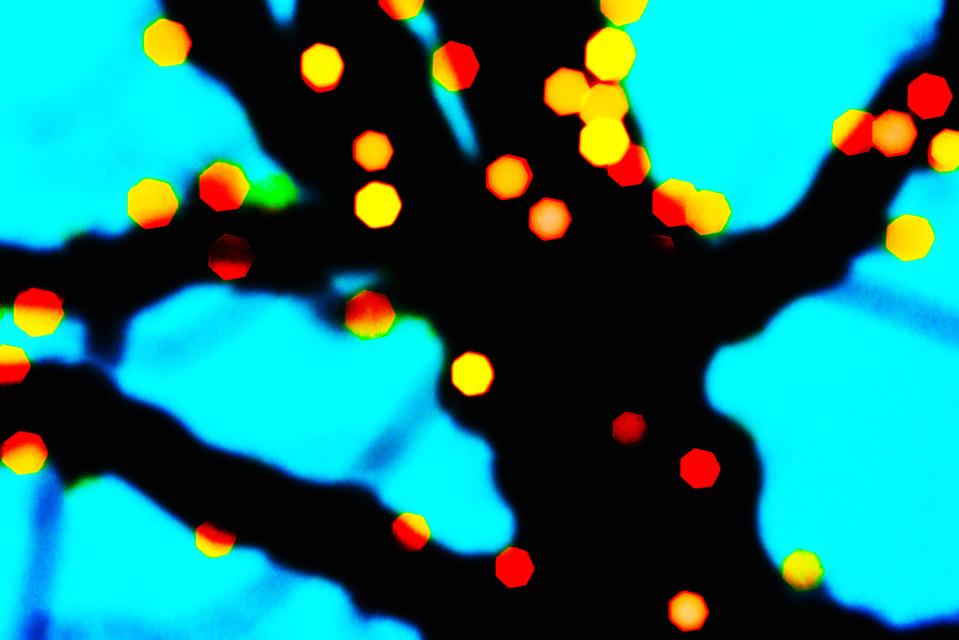 Heptagons on Tree - ID 003990