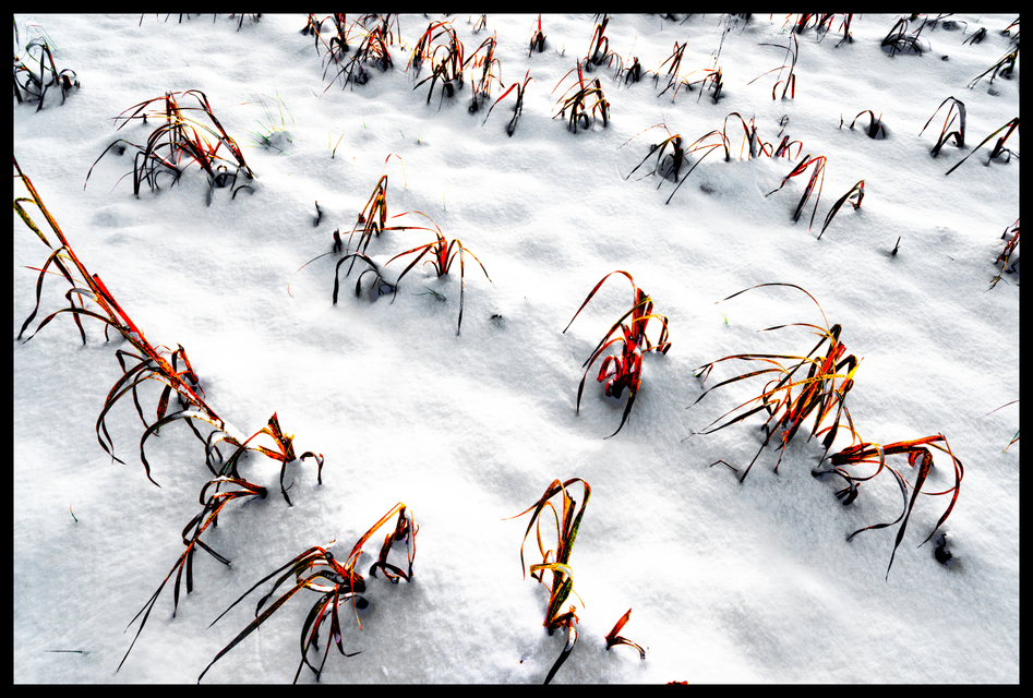 Snow Field I - ID 004050