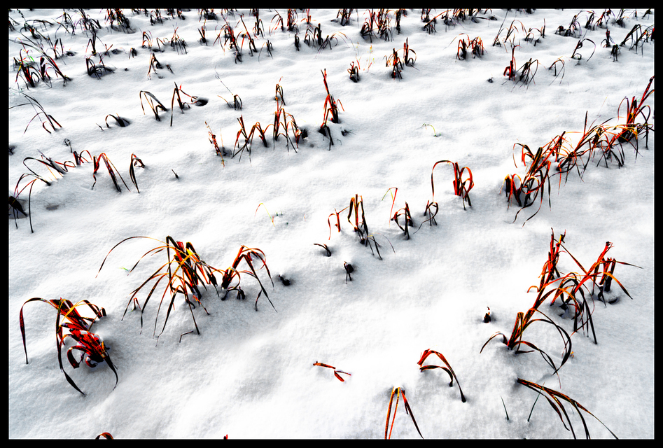 Snow Field II - ID 004051