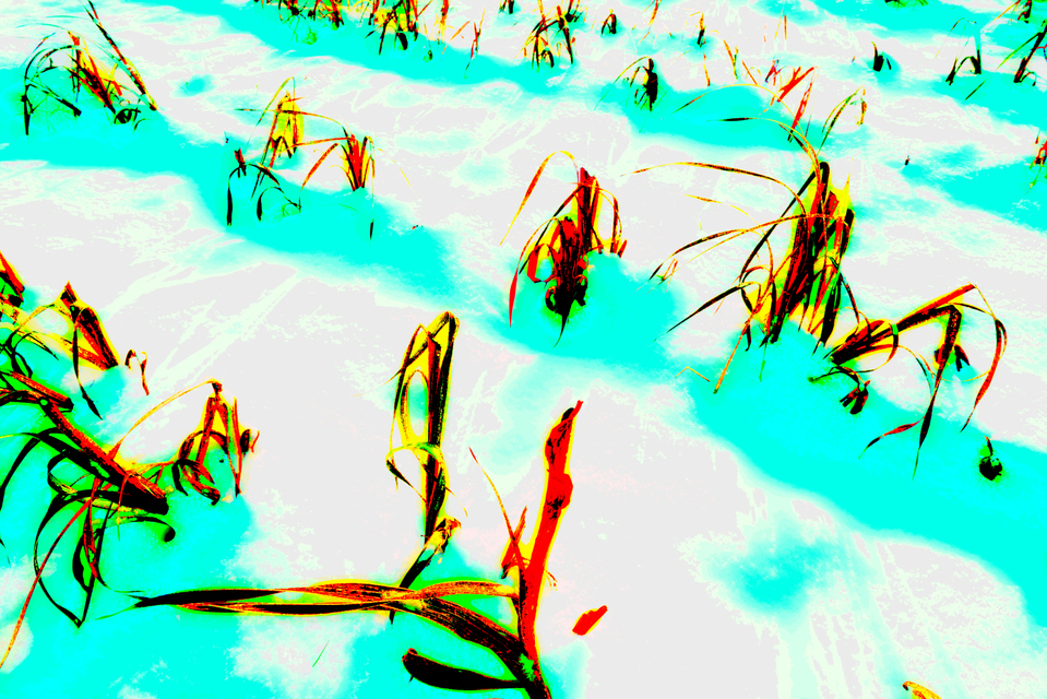 Pop Snow Field - ID 004052