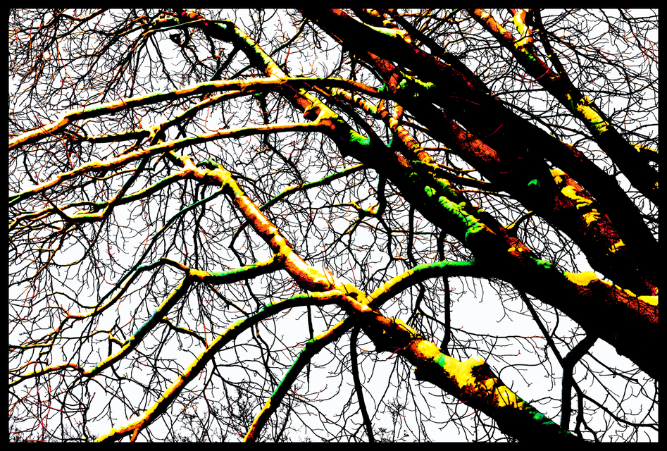 Winter Trees I - ID 004056