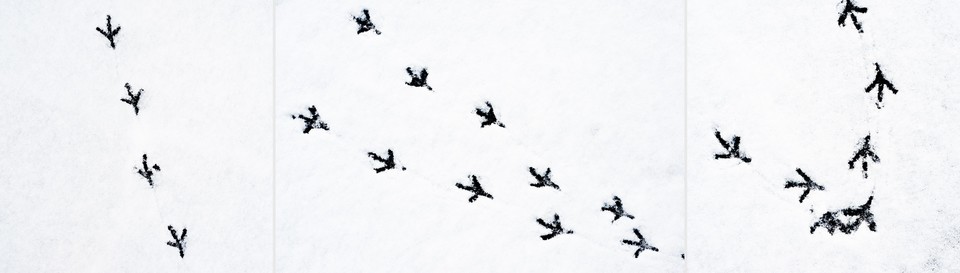 Steps I to III - ID 004083