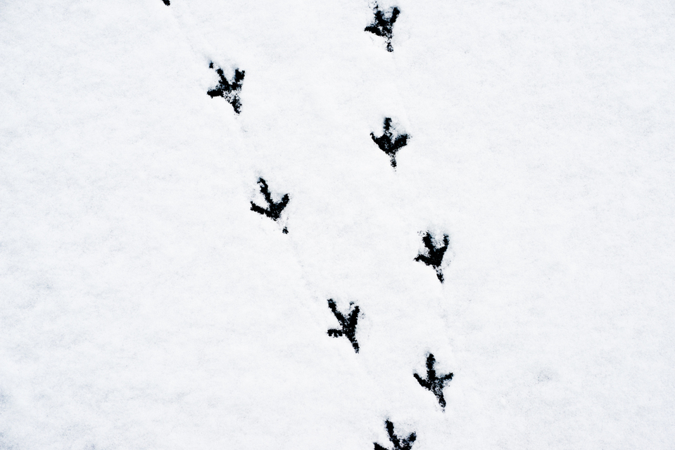 Steps IV - ID 004084