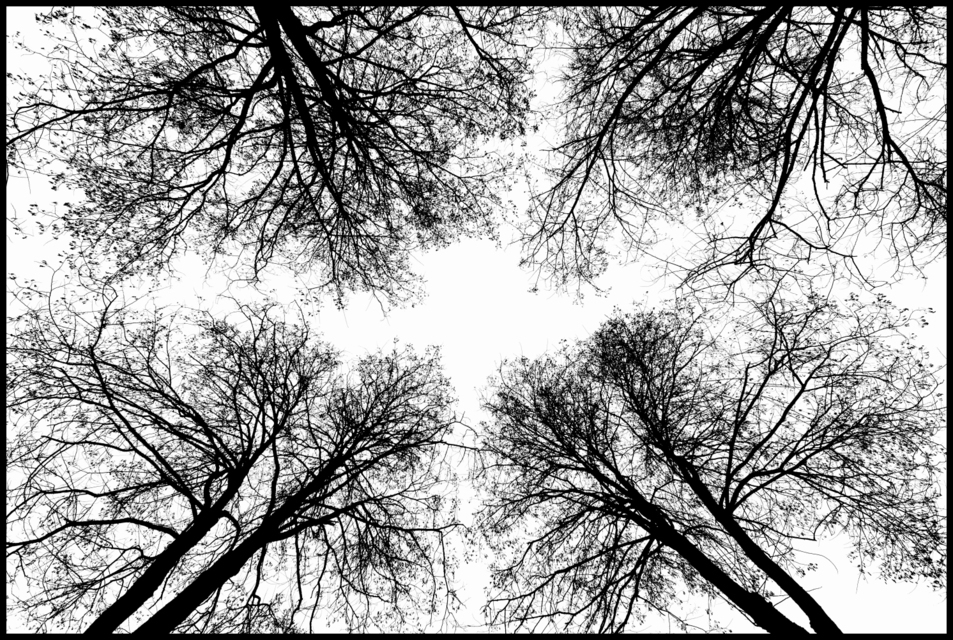 Tree Cross - ID 004088