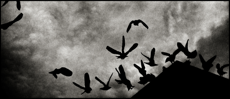 Landing Birds - ID 004096