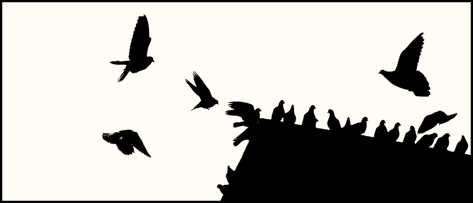 Flyby Birds - ID 004098