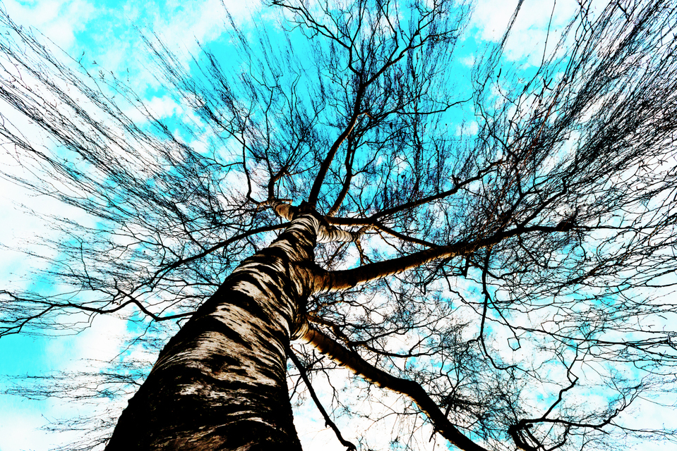 Wizard I - ID 004100