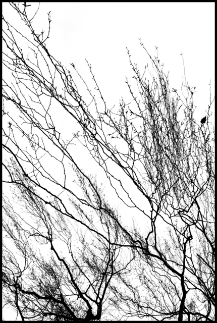 Sky Branches - ID 004105