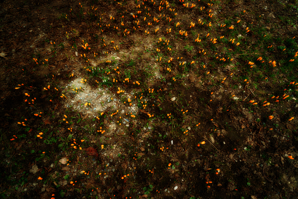 Crocus Closed - ID 004143