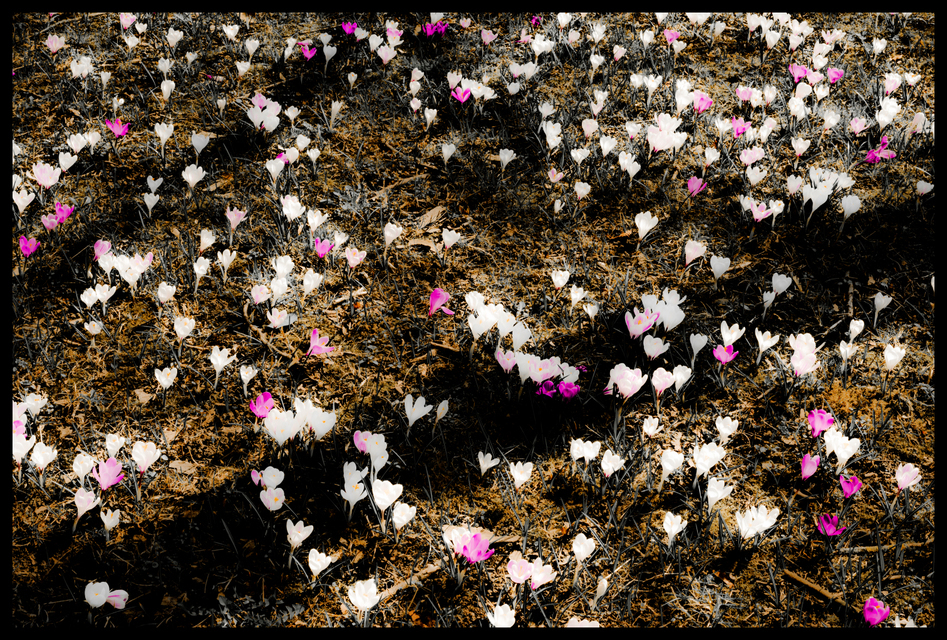 Crocus II - ID 004148