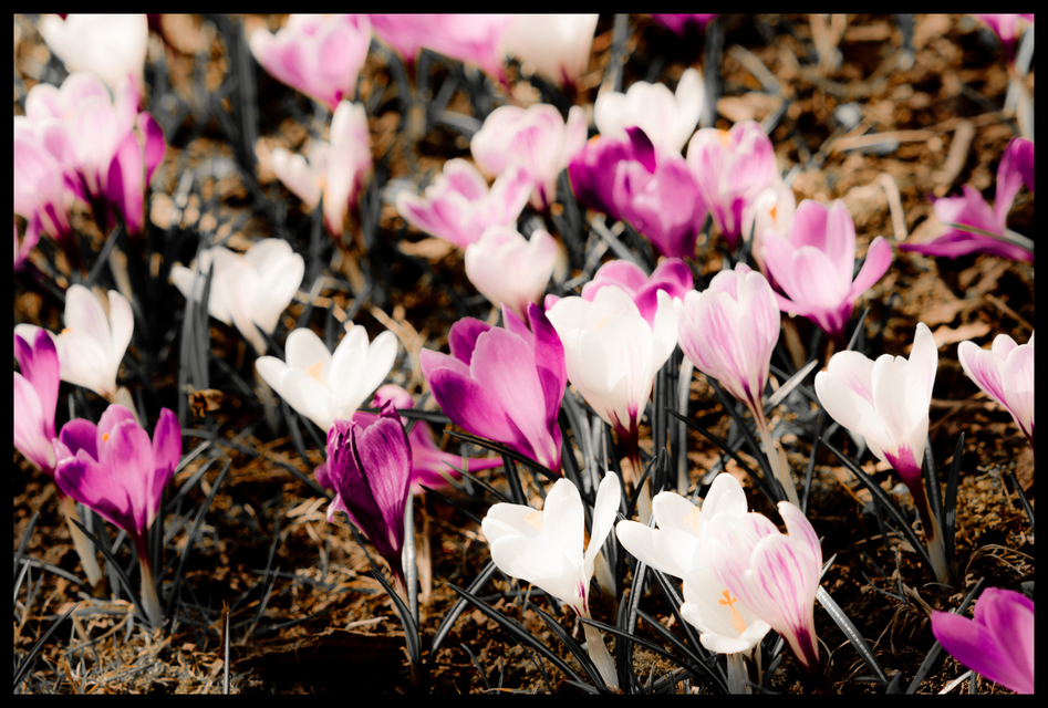 Crocus V - ID 004152