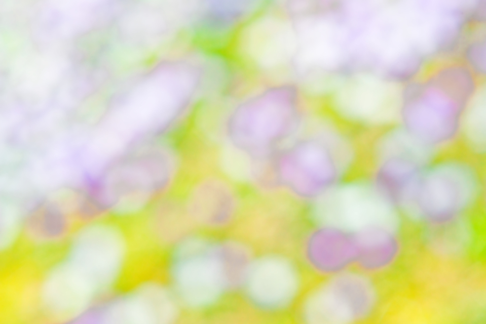 Field of Flowers I - ID 004154