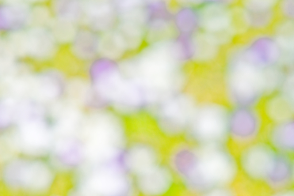 Field of Flowers III - ID 004156