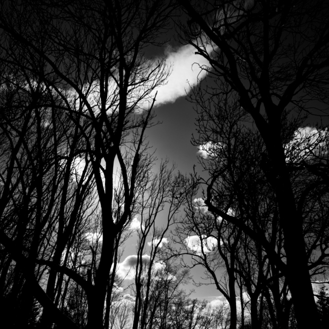 Sky Between Winter Trees - ID 004209
