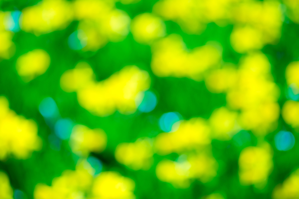 Lent Lily I - ID 004225