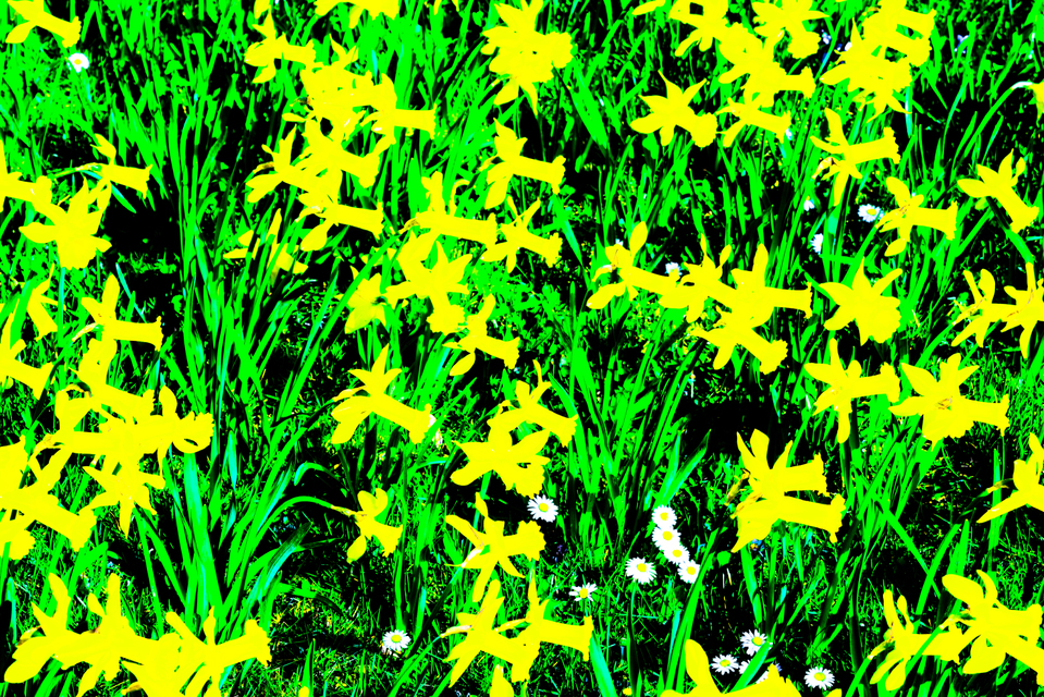 Lent Lily Pop - ID 004227