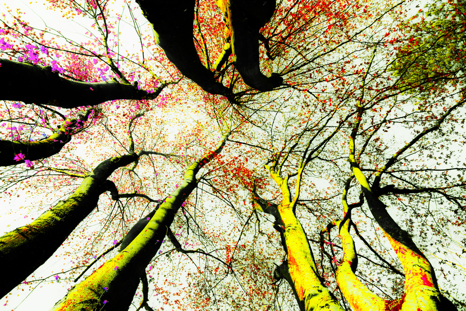 Black Trees II - ID 004232