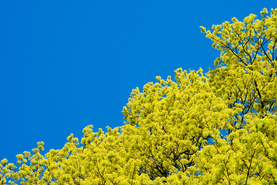 Half Filled Sky - ID 004235