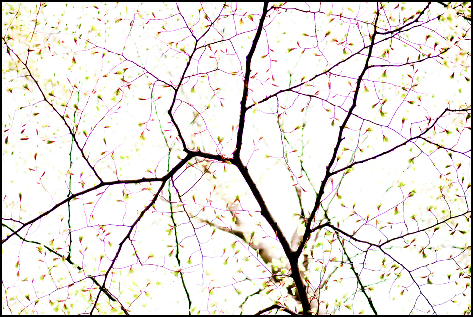 Spring I - ID 004262