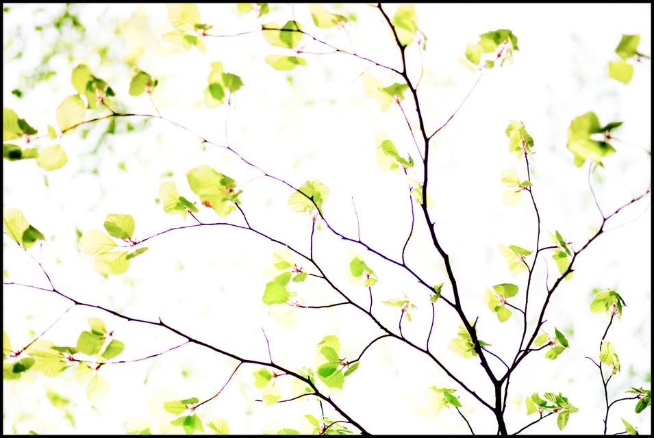 Spring II - ID 004263