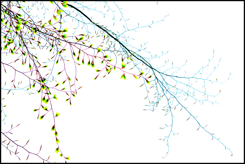 Spring II - ID 004265