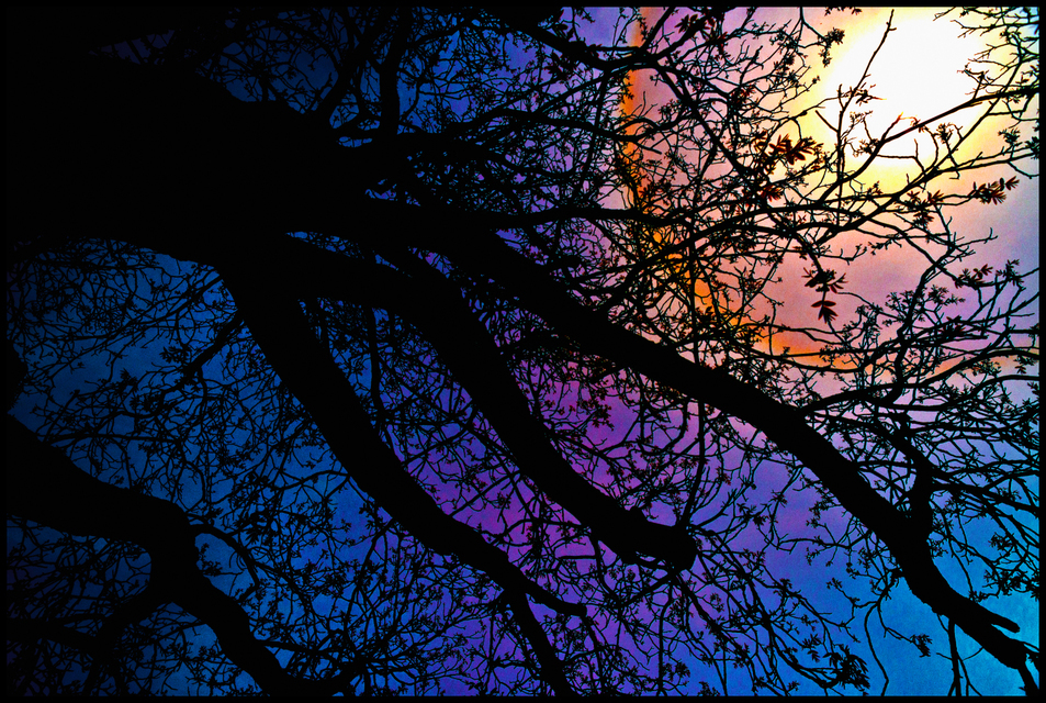 Tree and Iris I - ID 004266