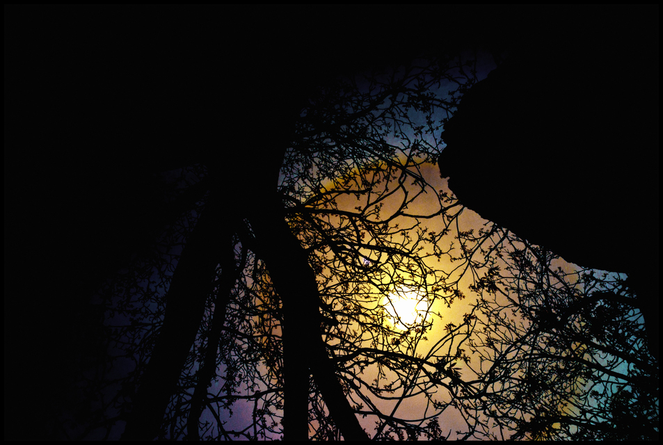 Tree and Iris II - ID 004267