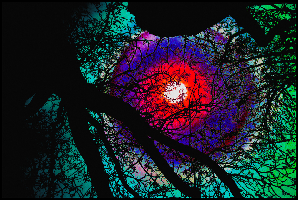 Tree and Iris III - ID 004268