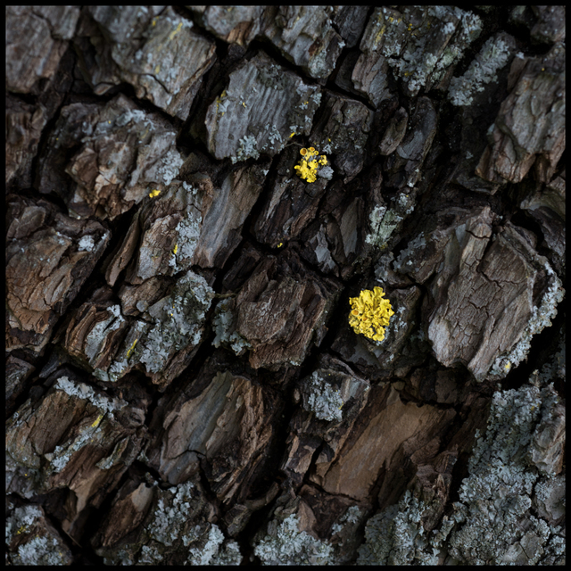 Dark Bark - ID 004270