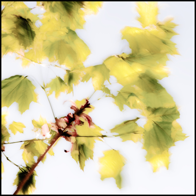 Spring Gale II - ID 004280