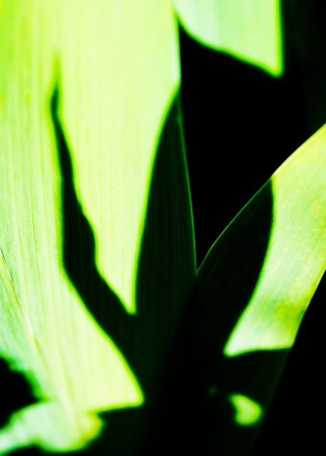 Lily Shadow - ID 004281