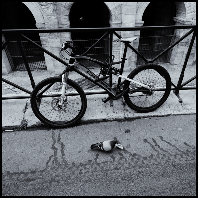 Bike and Dove - ID 004364