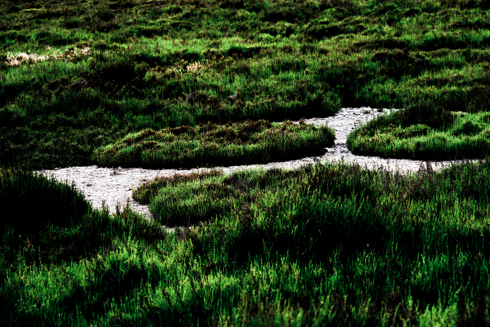 Camargue Green - ID 004377