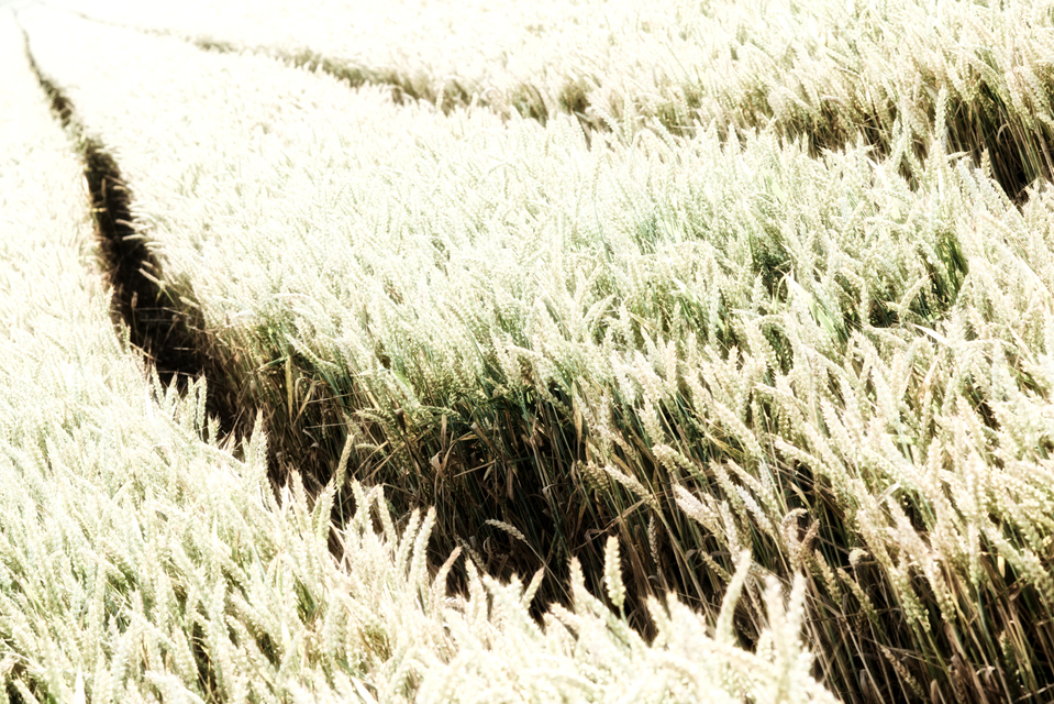 Machined Corn II - ID 004409