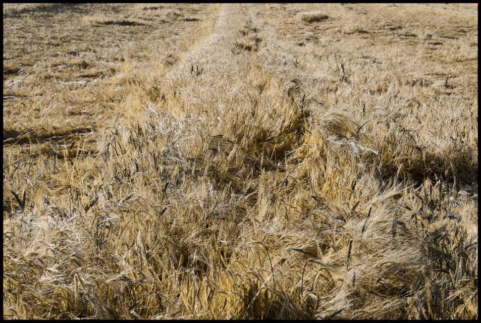 Non Flat Corn - ID 004413