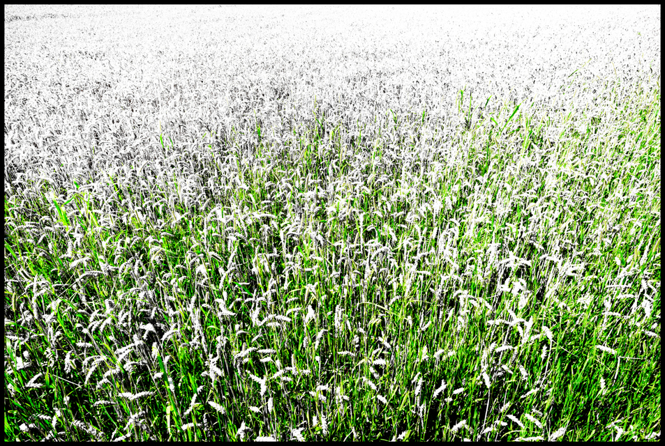 Out of Green - ID 004513