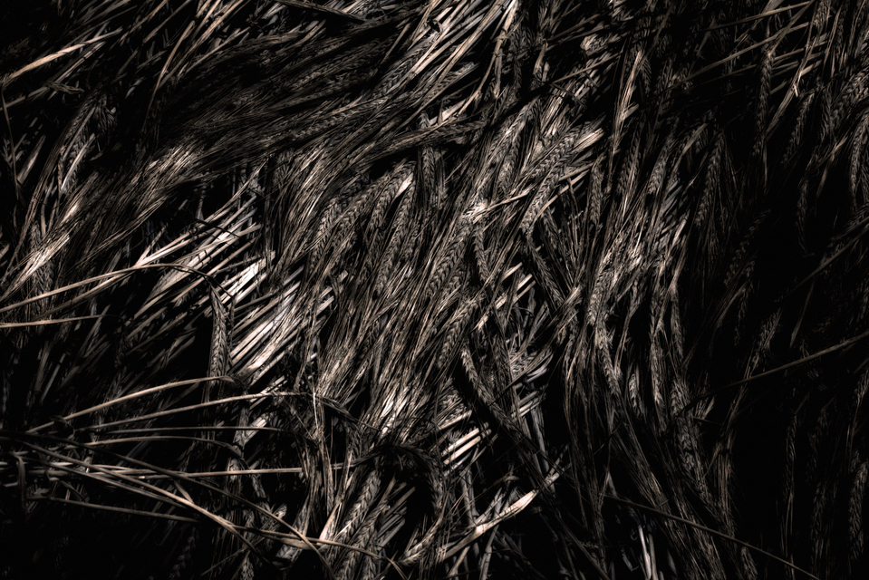 Dark Corn I - ID 004514