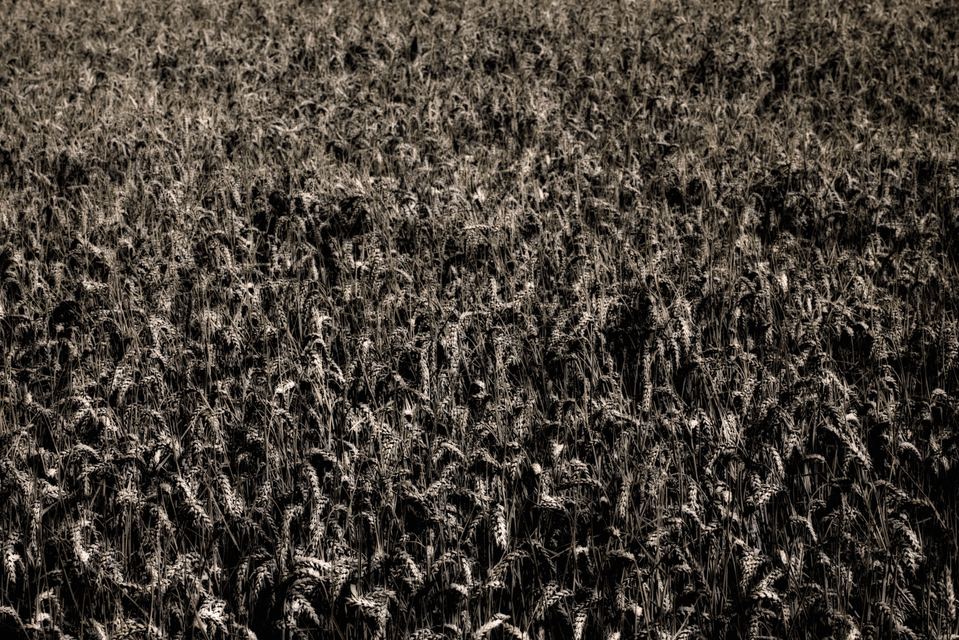 Dark Corn II - ID 004515