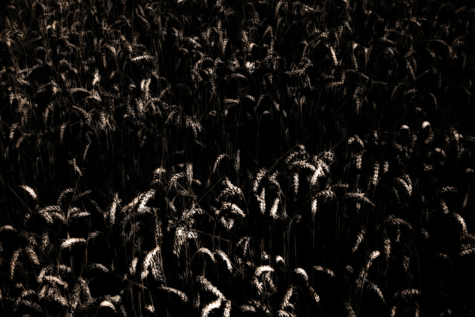 Dark Corn III - ID 004516