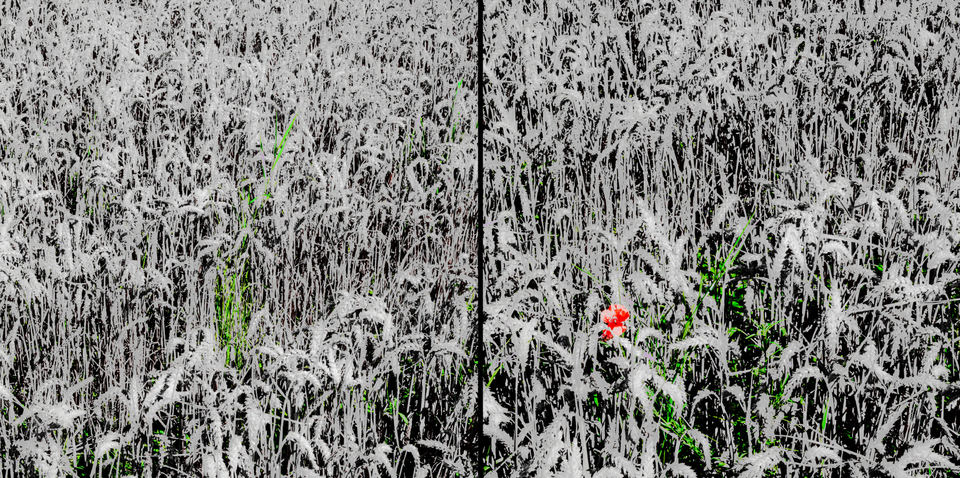 Grey Corn - ID 004518