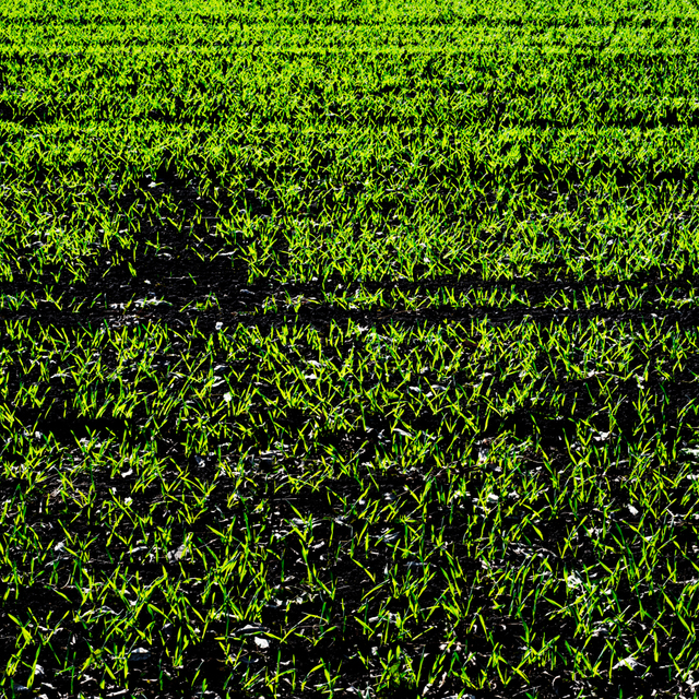 New Green on Black III - ID 004834