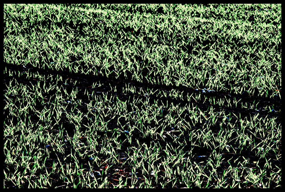 New Green on Black IV - ID 004835