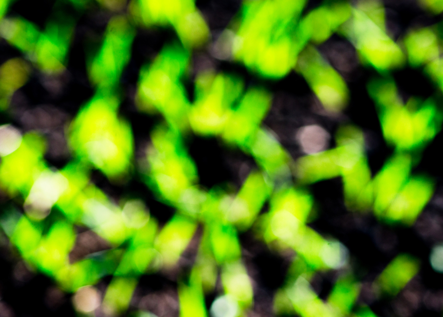 New Green on Black VII - ID 004838