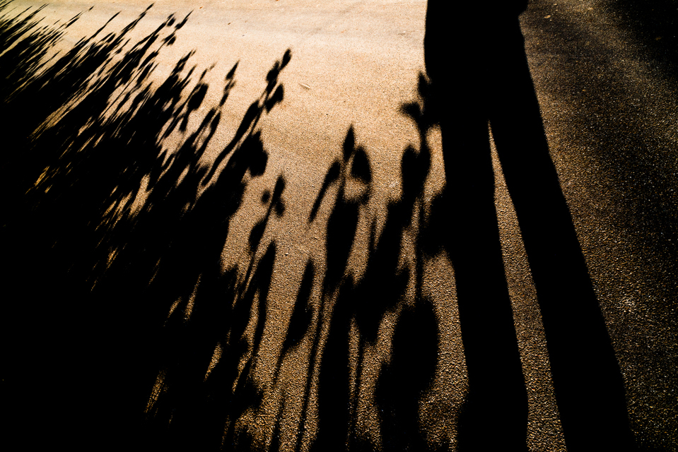 Sunflower Shadows - ID 004858