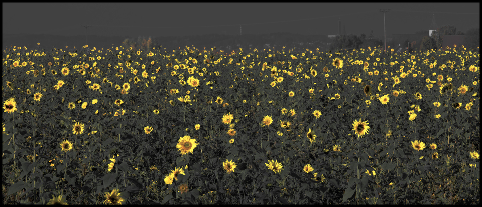 Sunflowers on Grey - ID 004859