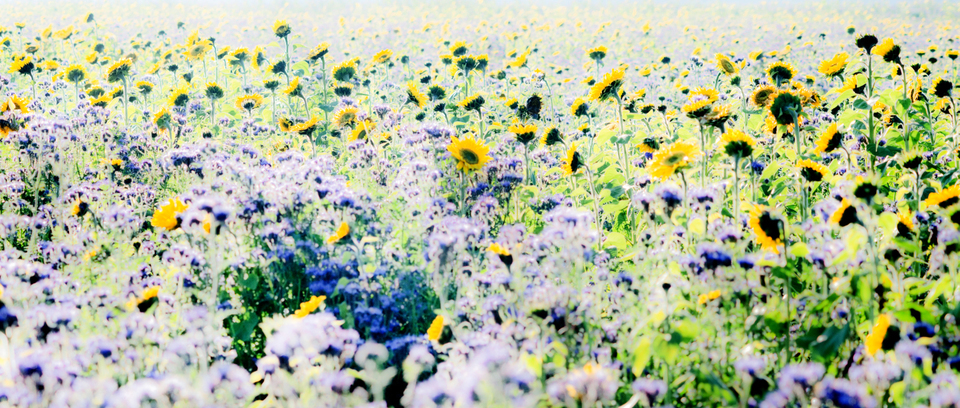 Sunflower Field II - ID 004861