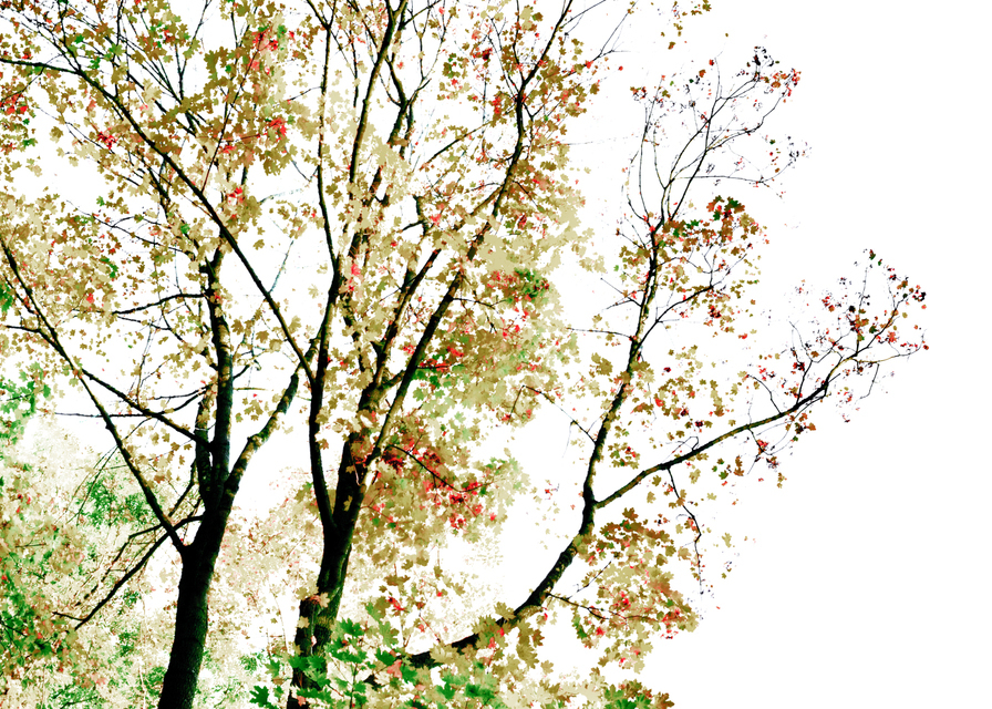 Watercolor Leaves I - ID 004865