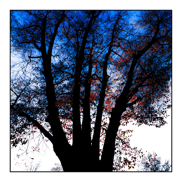 Red Leaves on Blue White Sky - ID 004871