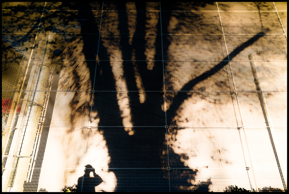 Tree Shadow with Photographer I - ID 004872